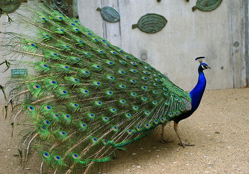 African Animals: Indian Peafowl - Pavo cristatus; DISPLAY FULL IMAGE.