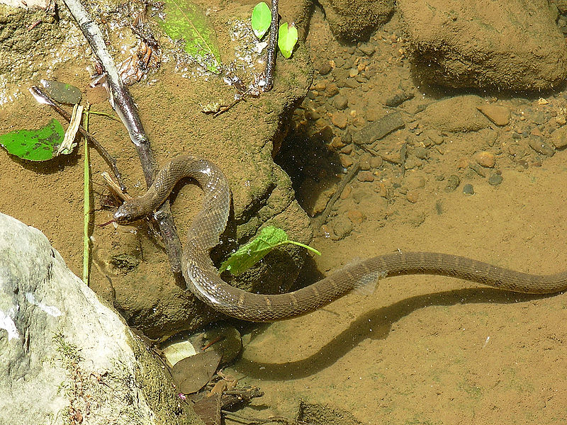 African Animals: Snake; DISPLAY FULL IMAGE.
