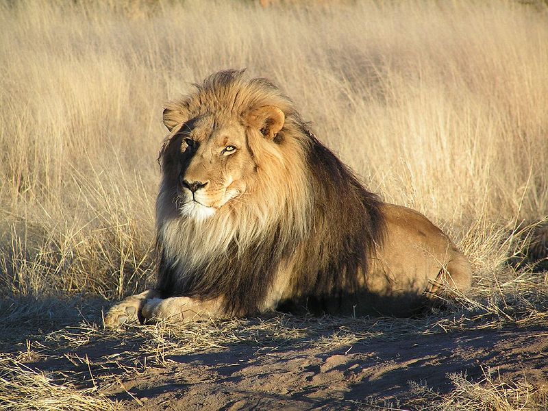African Animals: Lion; DISPLAY FULL IMAGE.