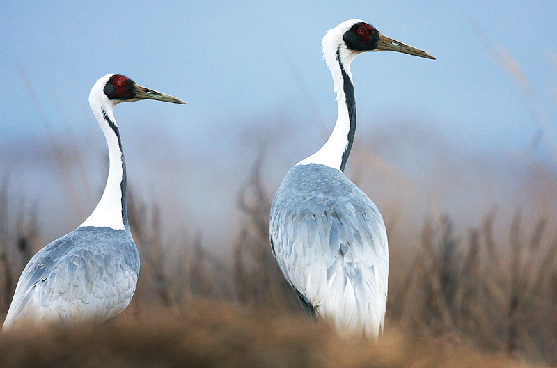 재두루미[white-naped crane]; DISPLAY FULL IMAGE.