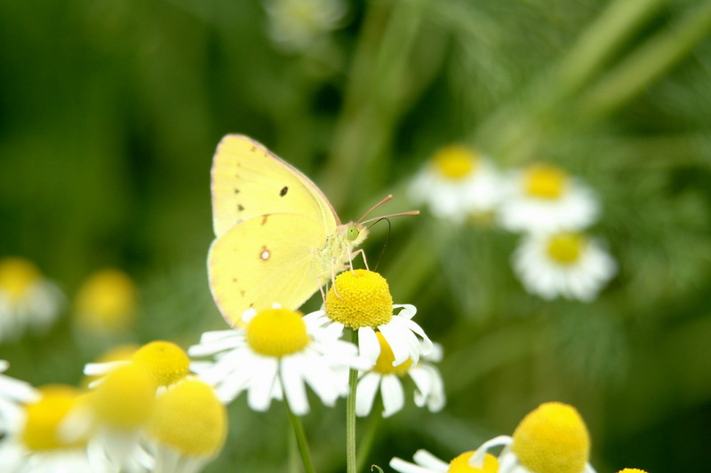 노랑나비 - Colias erate; DISPLAY FULL IMAGE.