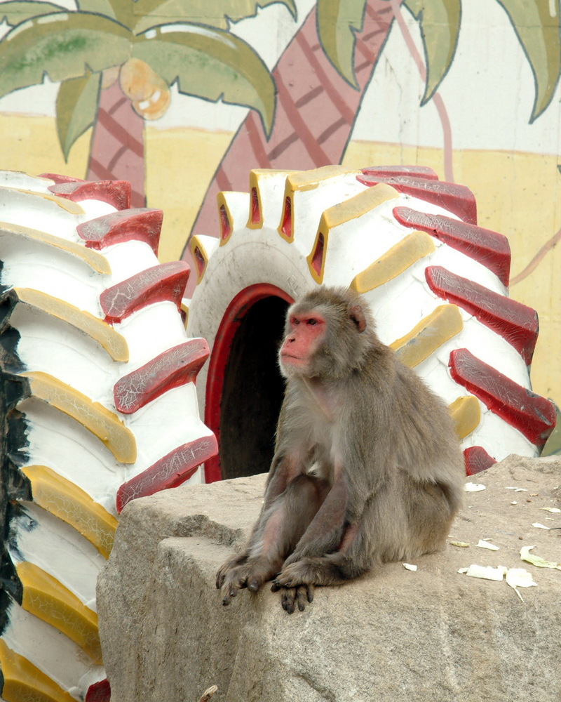 일본원숭이 (Japanese Macaque / Snow Monkey - Macaca fuscata); DISPLAY FULL IMAGE.