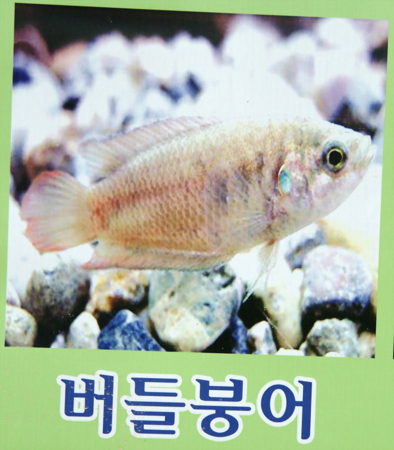 버들붕어 - Macropodus chinensis; DISPLAY FULL IMAGE.