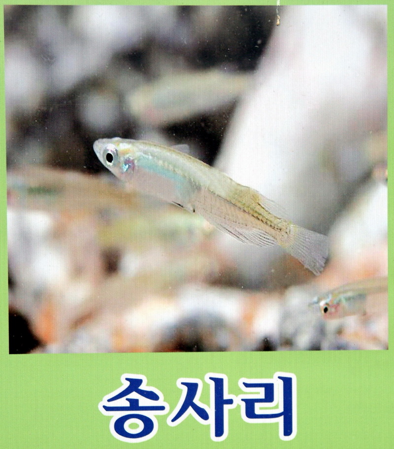 송사리 - Oryzias latipes; DISPLAY FULL IMAGE.