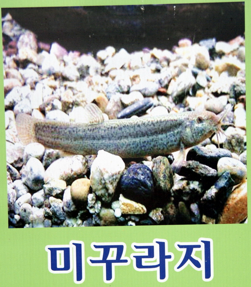 미꾸라지 - Misgurnus mizolepis; DISPLAY FULL IMAGE.