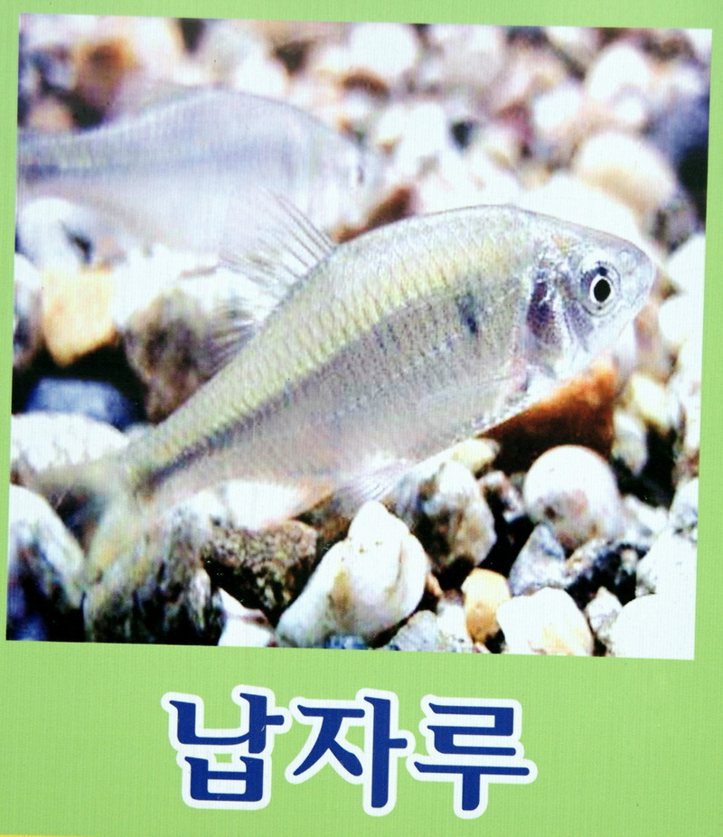 납자루 - Tanakia lanceolata; DISPLAY FULL IMAGE.