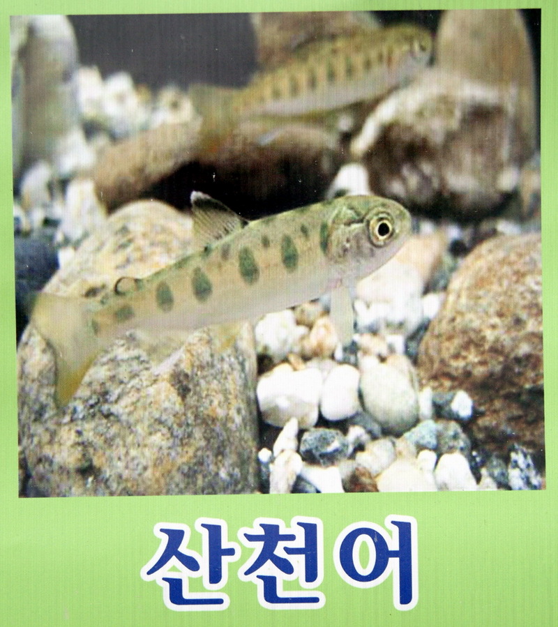 산천어 - Oncorhynchus masou masou; DISPLAY FULL IMAGE.