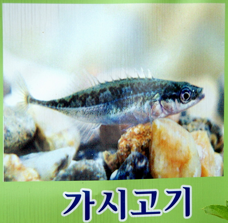 가시고기 - Pungitius sinensis sinensis; DISPLAY FULL IMAGE.