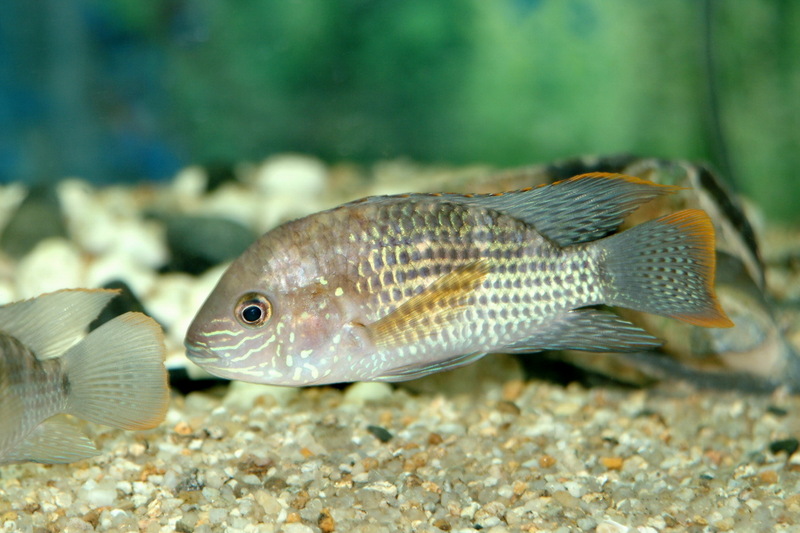 블루아카라 - Blue Acara, Aequidens pulcher; DISPLAY FULL IMAGE.