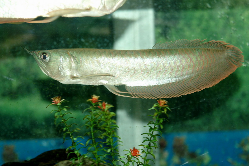 아로와나, 용어(龍魚) - Osteoglossum bicirrhosum (Silver Arowana); DISPLAY FULL IMAGE.