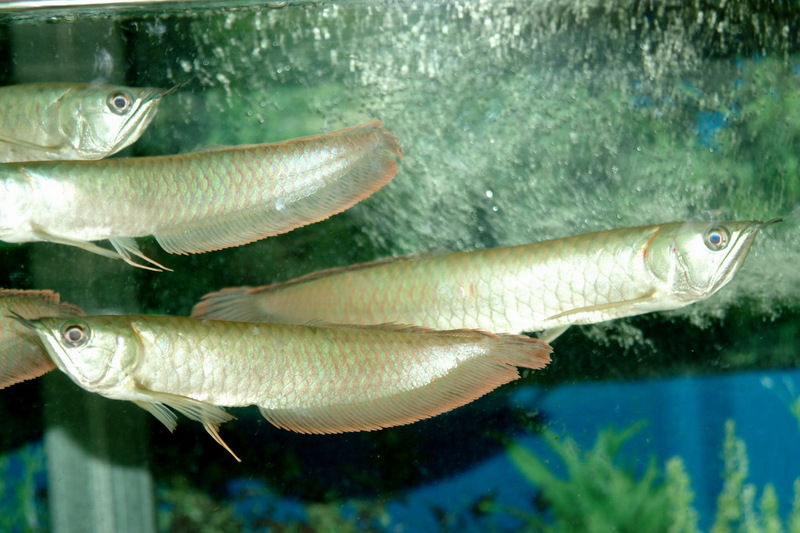 아로와나, 용어(龍魚) - Osteoglossum bicirrhosum (Silver Arowana); DISPLAY FULL IMAGE.