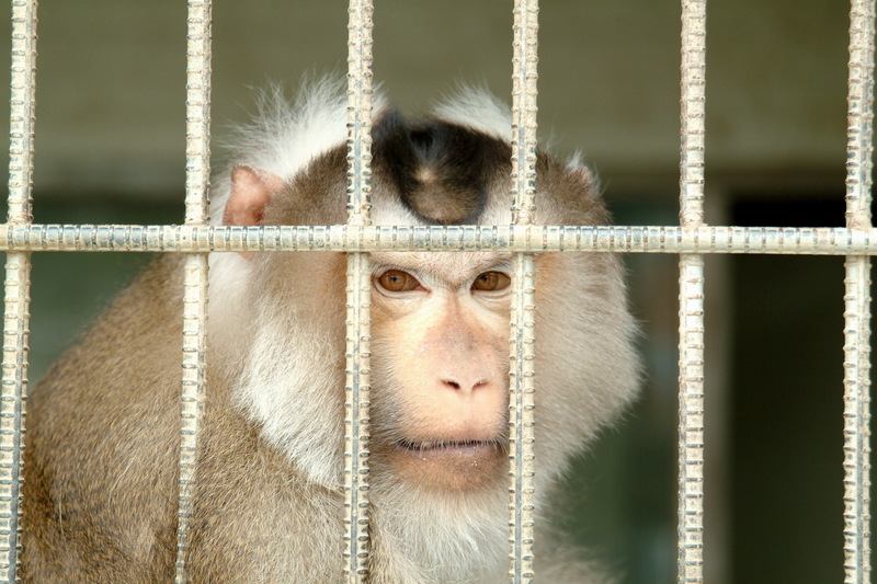 돼지꼬리원숭이 - Macaca nemestrina; DISPLAY FULL IMAGE.