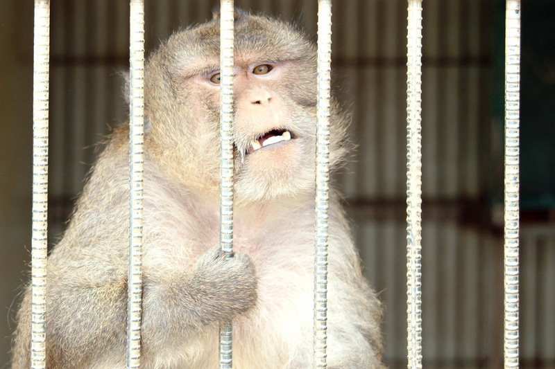 게잡이원숭이 - Macaca fascicularis; DISPLAY FULL IMAGE.