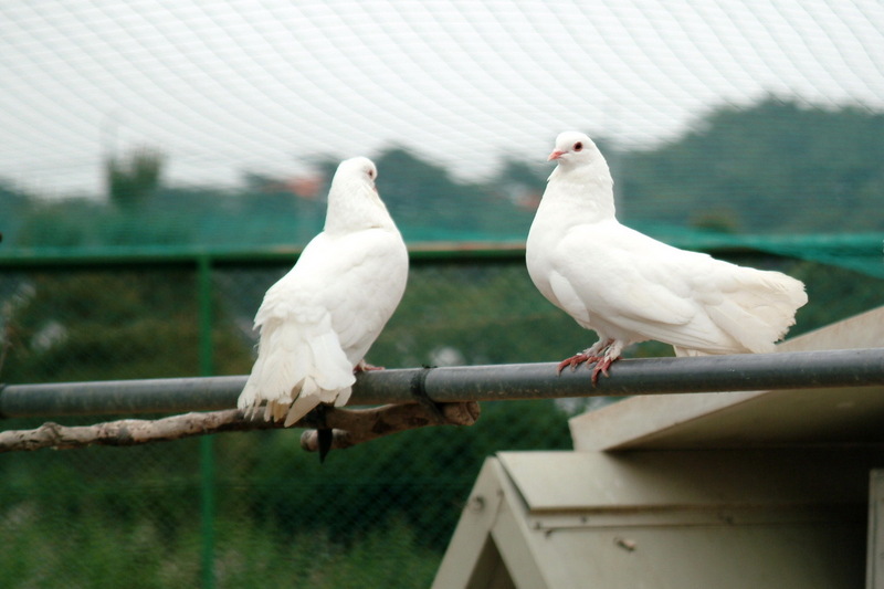 공작비둘기 - Columba livia var. domestica (Rock Doves); DISPLAY FULL IMAGE.