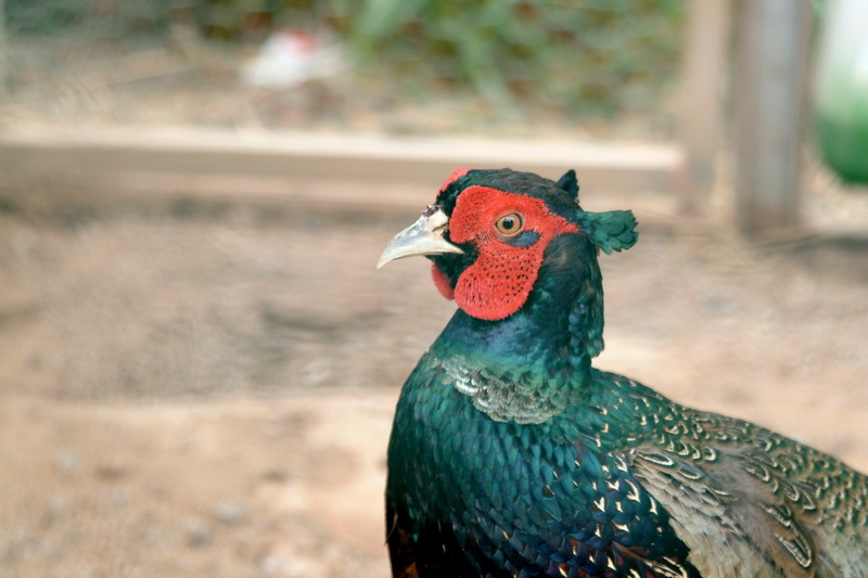 영국꿩 (꿩 수컷-장끼) - Phasianus colchicus; DISPLAY FULL IMAGE.