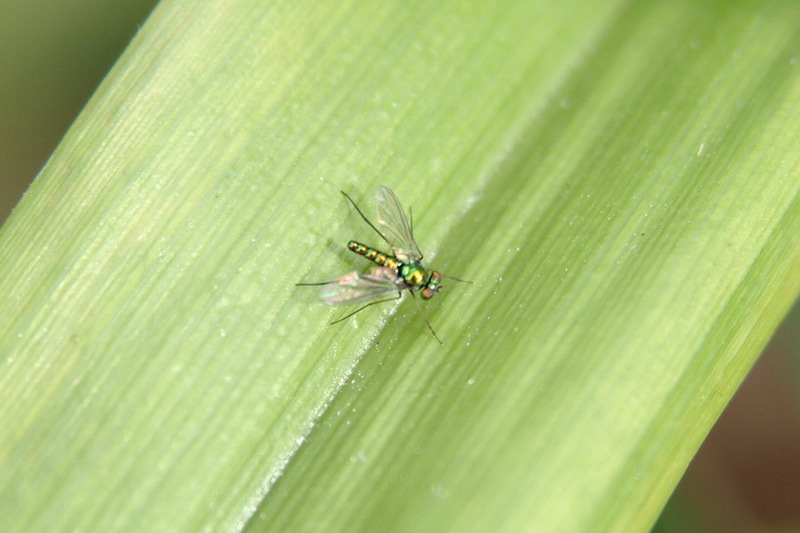 산금파리, Hemipyrellia ligurriens; DISPLAY FULL IMAGE.