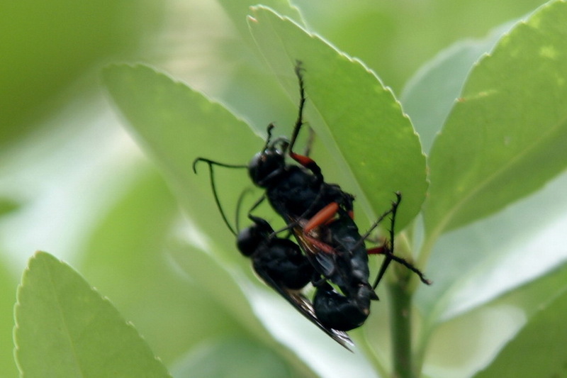 홍다리조롱박벌(Isodontia harmandi), 짝짓기; DISPLAY FULL IMAGE.