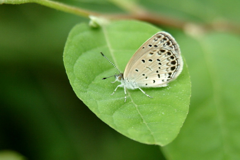 남방부전나비, Pseudozizeeria maha; DISPLAY FULL IMAGE.