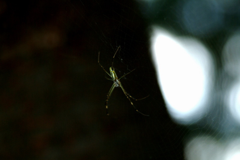 무당거미 Nephila clavata; DISPLAY FULL IMAGE.