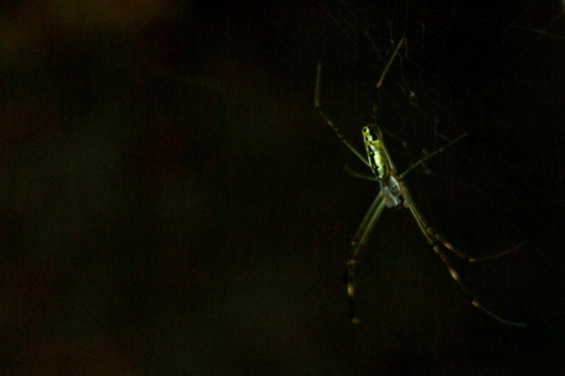 무당거미, Nephila clavata; DISPLAY FULL IMAGE.