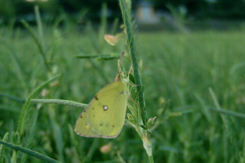 노랑나비 (Colias erate); DISPLAY FULL IMAGE.