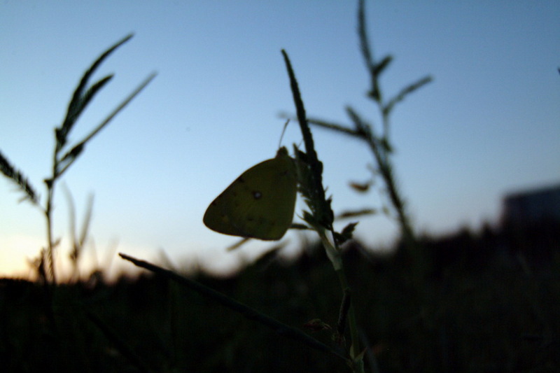 노랑나비 (Colias erate); DISPLAY FULL IMAGE.