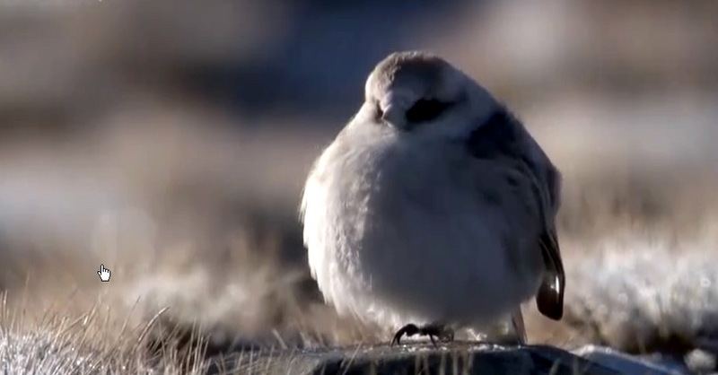 티벳땅딱다구리, Pseudopodoces humilis, (Hume's Ground-tit); DISPLAY FULL IMAGE.