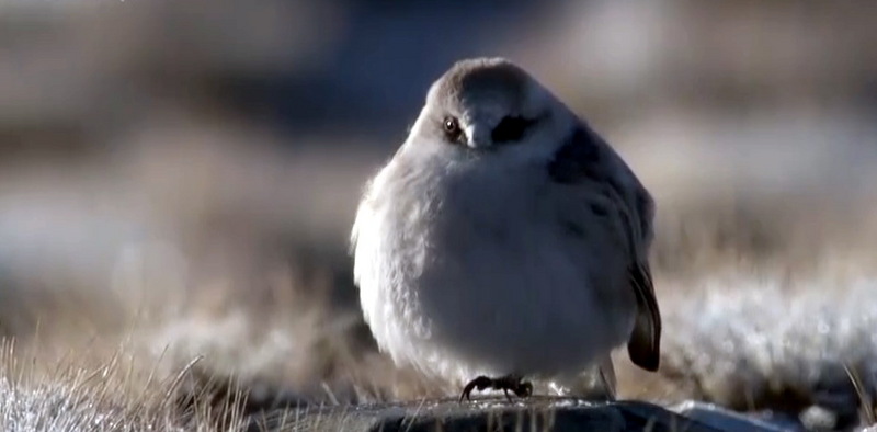 티벳땅딱다구리, Pseudopodoces humilis, (Hume's Ground-tit); DISPLAY FULL IMAGE.