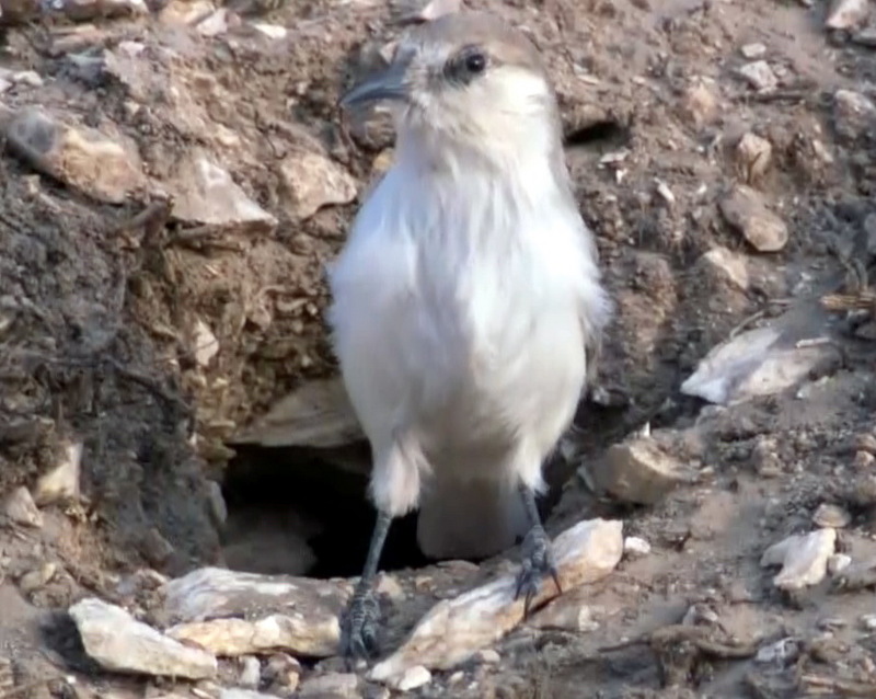 티벳땅딱다구리, Pseudopodoces humilis, (Hume's Ground-tit); DISPLAY FULL IMAGE.