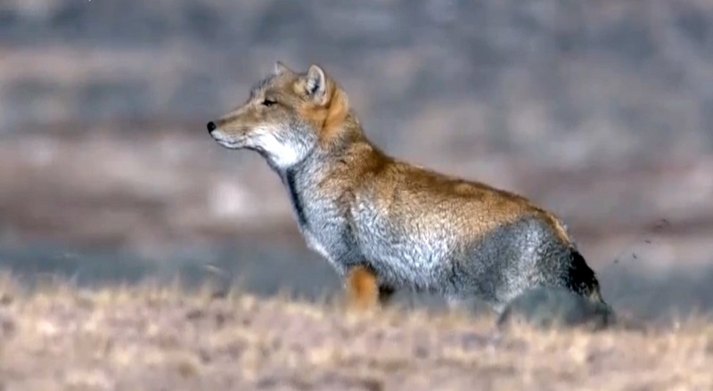 티벳여우, Vulpes ferrilata, (Tibetan Sand Fox); DISPLAY FULL IMAGE.