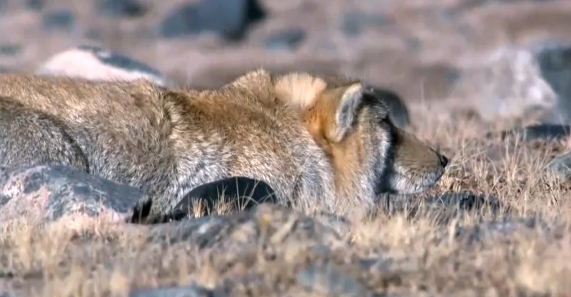 티벳여우, Vulpes ferrilata, (Tibetan Sand Fox); DISPLAY FULL IMAGE.