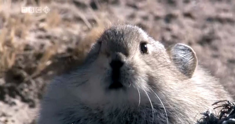 고원새앙토끼, Ochotona curzoniae (Plateau Pika); DISPLAY FULL IMAGE.