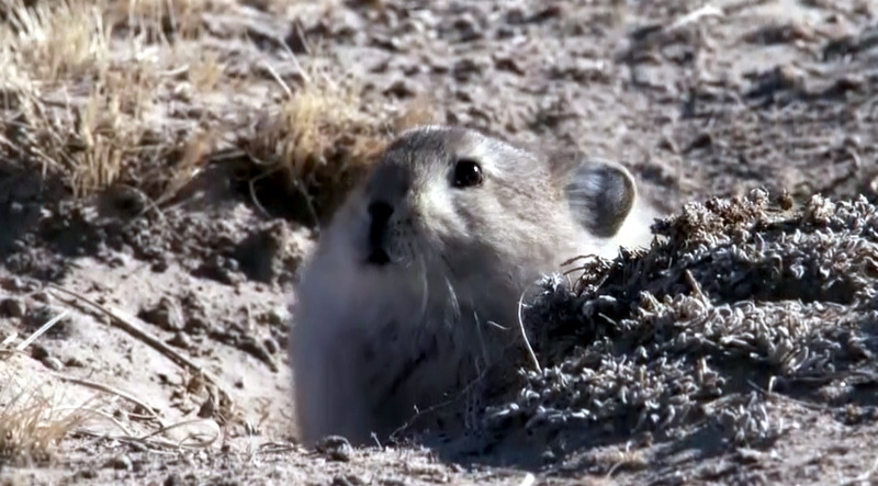 고원새앙토끼, Ochotona curzoniae (Plateau Pika); DISPLAY FULL IMAGE.