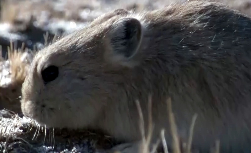 고원새앙토끼, Ochotona curzoniae (Plateau Pika); DISPLAY FULL IMAGE.