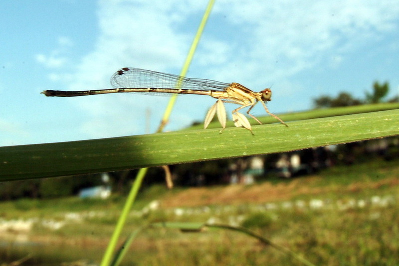 실잠자리 종류 - 방울실잠자리 (Platycnemis phillopoda); DISPLAY FULL IMAGE.