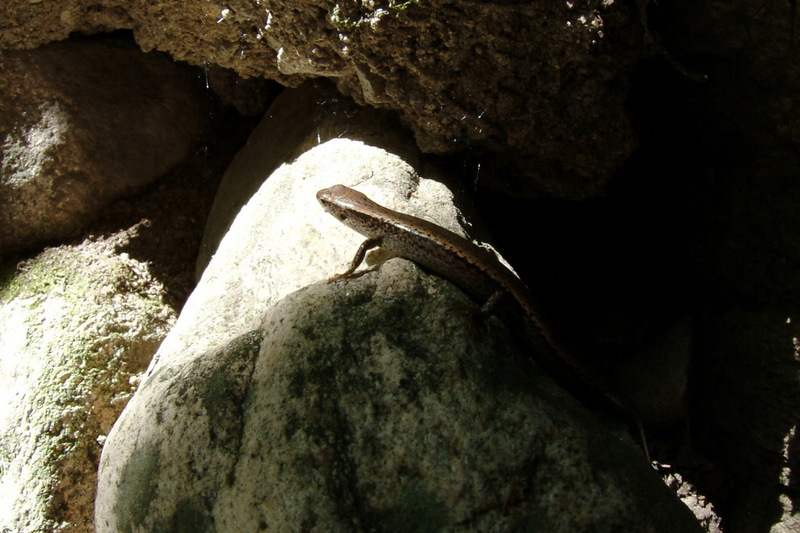 도마뱀 - 장지뱀 - Takyolromus auroralis; DISPLAY FULL IMAGE.