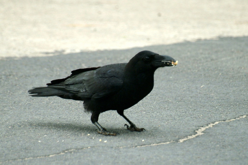 큰부리까마귀 - Corvus macrorhynchos; DISPLAY FULL IMAGE.