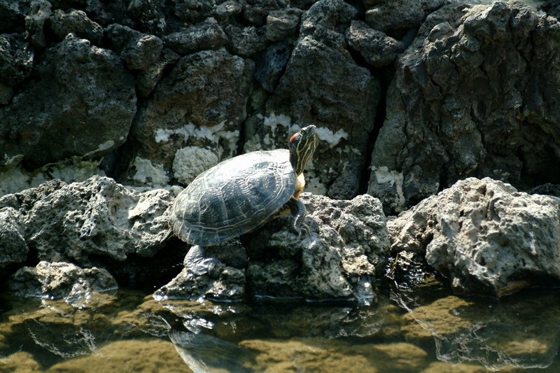 청거북, Trachemys scripta elegans; DISPLAY FULL IMAGE.