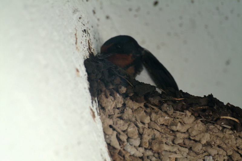 제비집과 제비 (Hirundo rustica); DISPLAY FULL IMAGE.