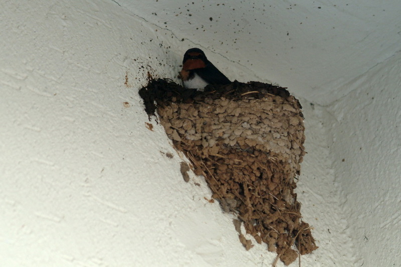 제비집과 제비 (Hirundo rustica); DISPLAY FULL IMAGE.