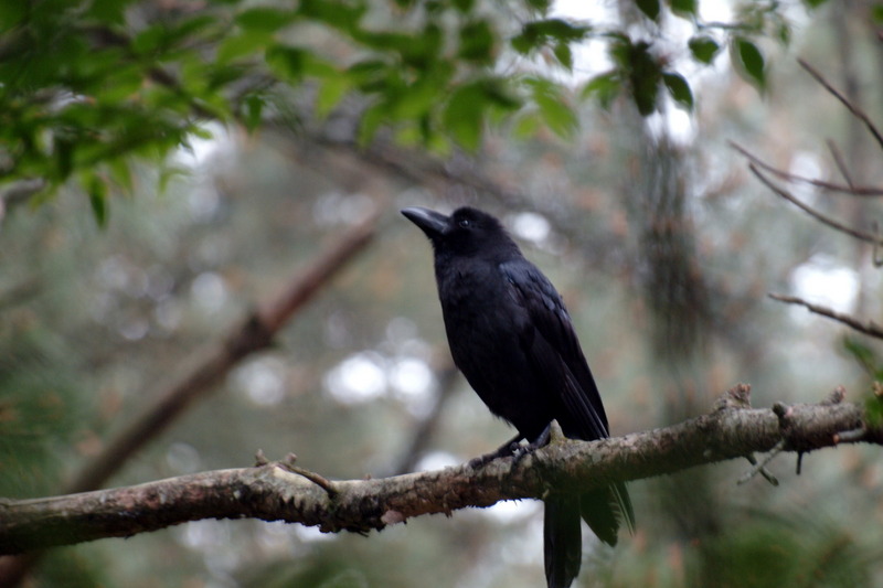큰부리까마귀 - Corvus macrorhynchos; DISPLAY FULL IMAGE.