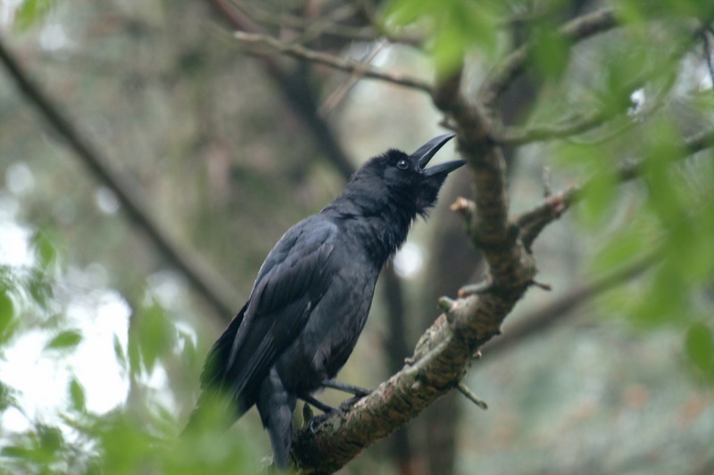 큰부리까마귀 - Corvus macrorhynchos; DISPLAY FULL IMAGE.