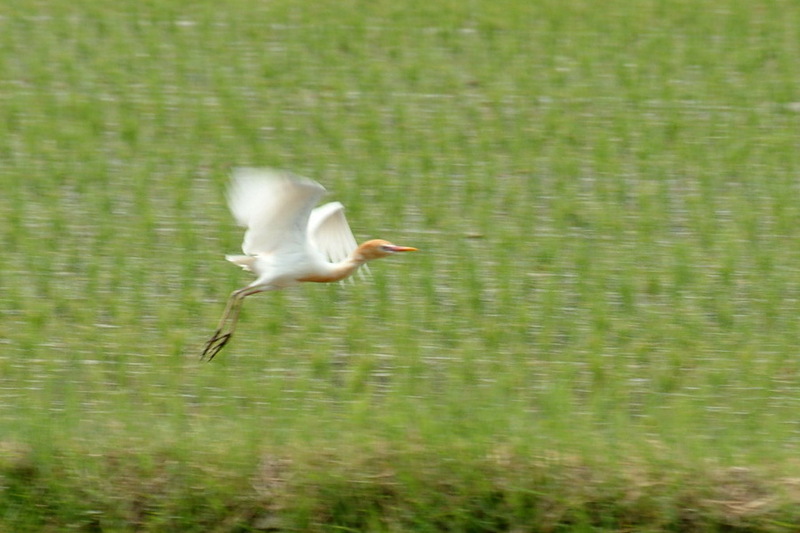 황로 / cattle egret / Bubulcus ibis; DISPLAY FULL IMAGE.