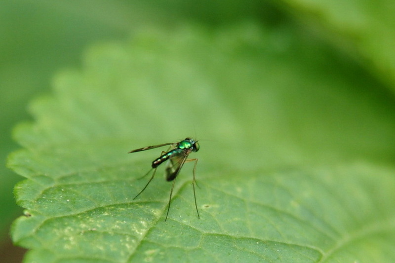 산금파리, Hemipyrellia ligurriens?; DISPLAY FULL IMAGE.