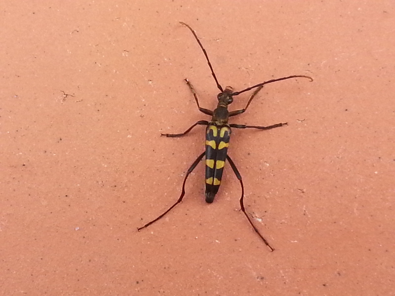 회사 옥상에 잠시 날아든 긴알락꽃하늘소, Leptura arcuata; DISPLAY FULL IMAGE.