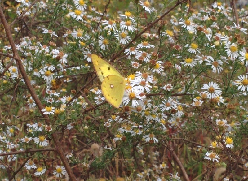 노랑나비 / Pale Clouded Yellow (Colias erate); DISPLAY FULL IMAGE.