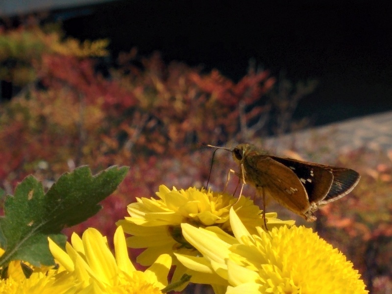 줄점팔랑나비 Parnara guttata (Common Straight Swift Butterfly); DISPLAY FULL IMAGE.