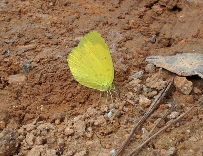 남방노랑나비 Eurema hecabe; DISPLAY FULL IMAGE.