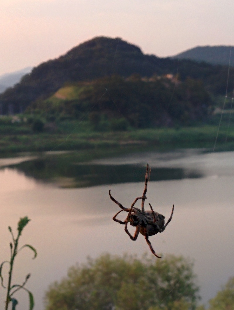 금강변의 산왕거미 (Araneus ventricosus); DISPLAY FULL IMAGE.