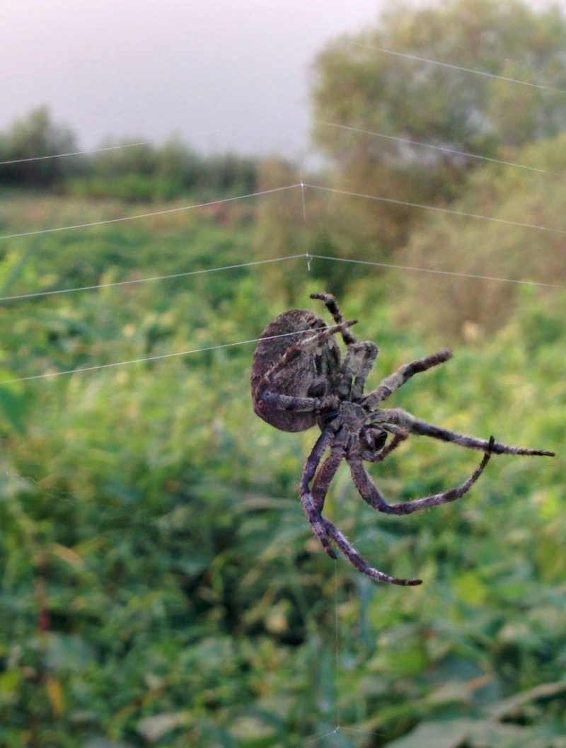 금강변의 산왕거미 (Araneus ventricosus); DISPLAY FULL IMAGE.